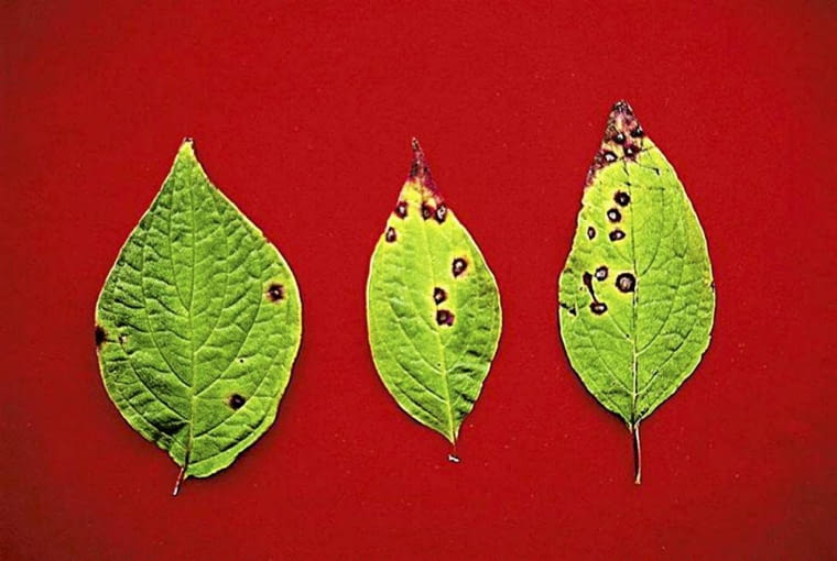 Objawy uwiądu na liściu powojnika CHOROBA GRZYBOWA POWOJNIK CLEMATIS ASCOCHYTA CLEMATIDINIA FOT. ADAM WOJDYLA PUBLIKACJA OGRODY NR 7 (75) - 7.2005 SLOWA KLUCZOWE: CHOROBY ROSLINY