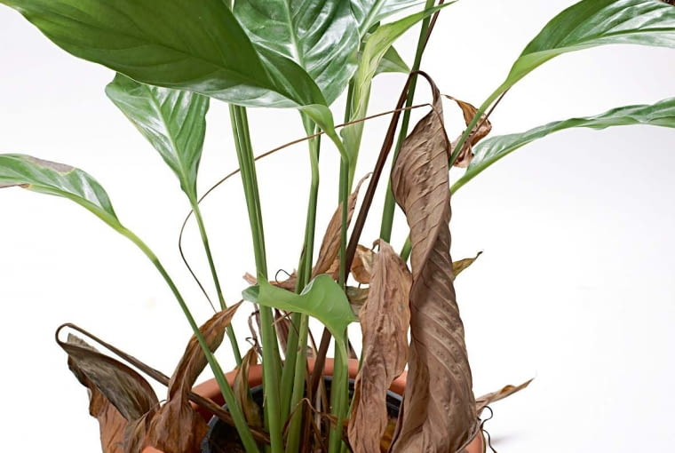 Szara pleśń na skrzydłokwiecie SONY DSC