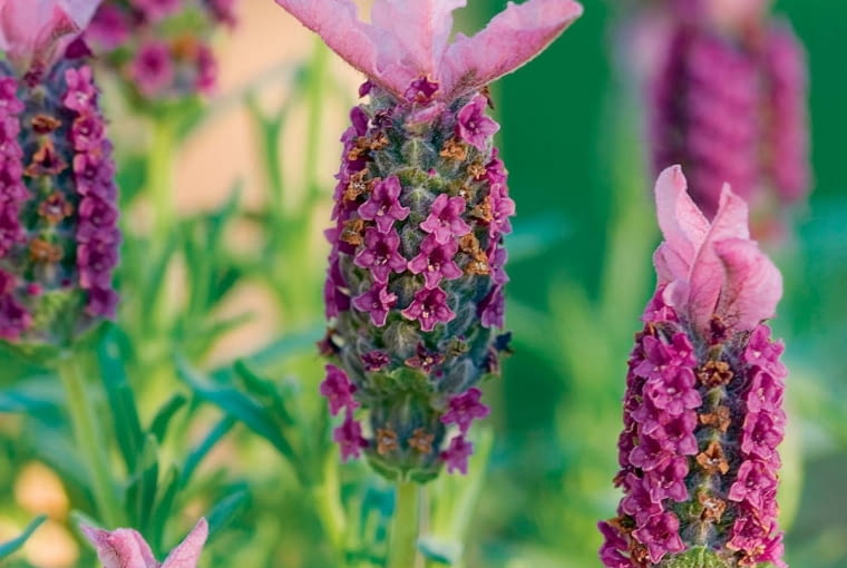 Lawenda francuska (Lavandula stoechas) Lawenda francuska (Lavandula stoechas)