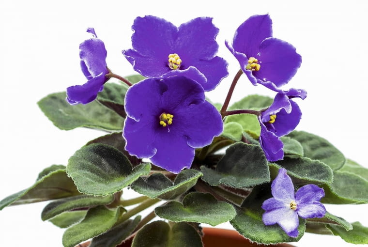 Fiołek afrykański reaguje na silne słońce brązowieniem liści. U góry okaz ze zdrowymi liśćmi.