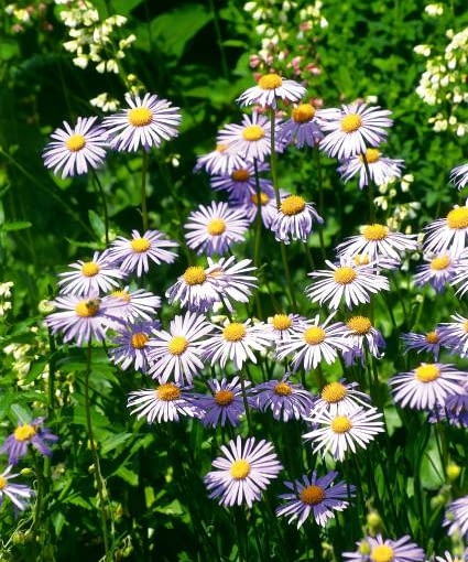 ASTER GAWEDKA ASTER AMELLUS