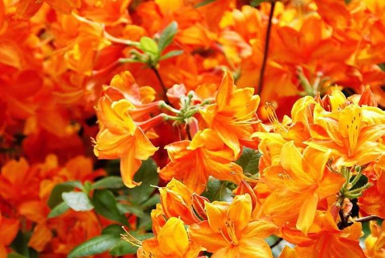 Najlepsze gatunki na rabatę w przedogródku shutterstock_91558298_Monika Pa