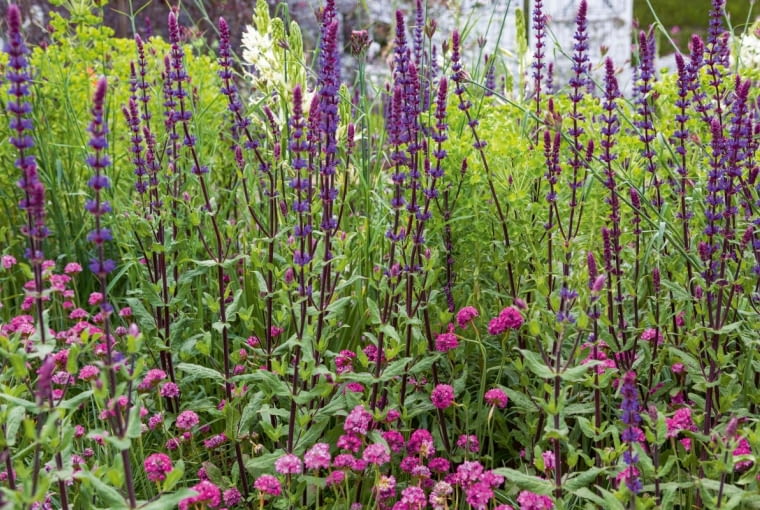 ~Greening Grey Britain Garden. Designed by: Professor Nigel Dunnett. RHS Chelsea Flower Show 2017. Stand no. Garden Feature 328