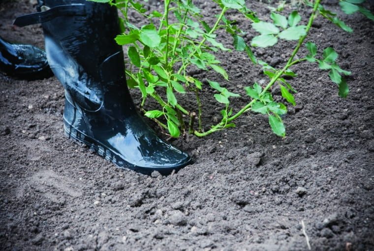 Sadzenie róż Sadzenie róż