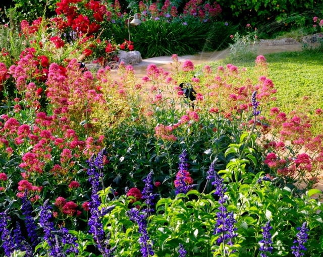 Rośliny niedożywione łatwo rozpoznać, są niewielkie, kwitną skąpo i krótko Rośliny niedożywione łatwo rozpoznać, są niewielkie, kwitną skąpo i krótko