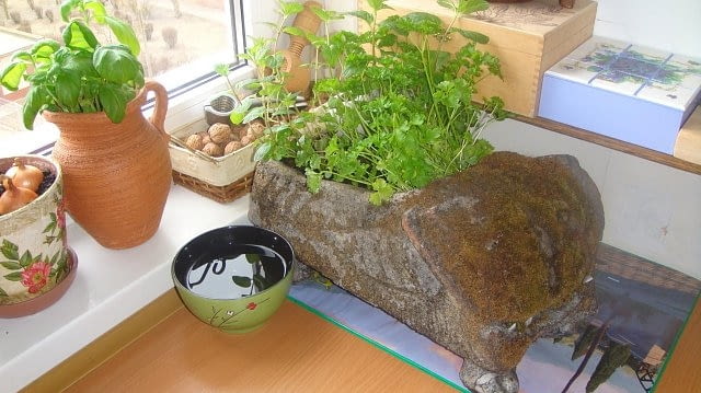 Zioła na parapecie zioła, parapet, domowy ogród