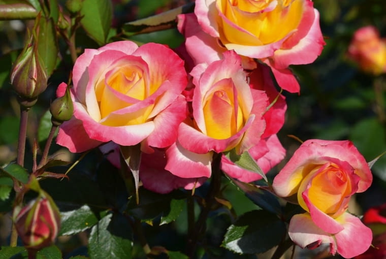 ‘Euphoria®’ hodowca: Reinhard Noack. Odmiana niemieckiego hodowcy Reinharda Noacka wprowadzona w firmie Noack Rosen w 2021 roku. Róża rabatowa o ładnie uformowanych, dość dużych kwiatach zebranych w baldachy i atrakcyjnej, ciepłej kolorystyce. Kwiaty zbudowane są z lekko falujących płatków w intensywnie żółtym odcieniu, z różowymi krawędziami. W miarę rozwoju pąka barwy te miękko się przenikają dając wielobarwny efekt. Delikatny, słodki zapach wypełnia ogród i przyciąga pszczoły oraz motyle. Młode pędy mają piękny, czerwony kolor. Krzewy niewysokie, wyprostowane, kwitną intensywnie przez całe lato. Świetnie prezentują się w dużych grupach, ale sprawdzą się również na małych rabatach i w pojemnikach.