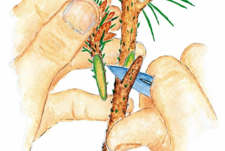 IGLAKI SZCZEPIENIE ROZMNAZANIE UPRAWA RYS. AGNIESZKA SYGA PUBLIKACJA KWIETNIK NR 1 (121) - 1.2005 SLOWA KLUCZOWE: ROSLINY OGRODNICTWO