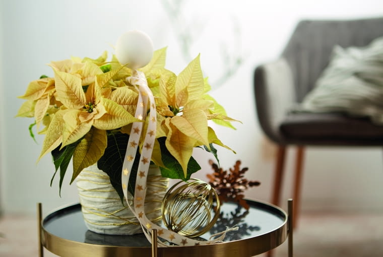 Dekoracja z gwiazdą betlejemską