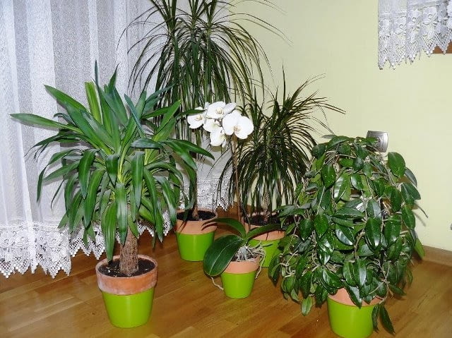 Mały ogród w domu rośliny doniczkowe