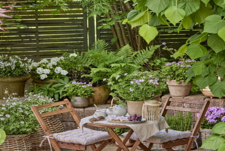 Kolorowe pelargonie Kolorowe pelargonie