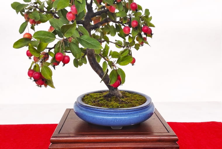 Jabłoń bonsai Jabłoń bonsai