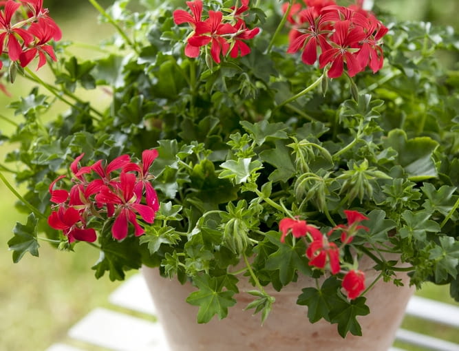 Pelargonia rabatowa w dużej donicy Pelargonia rabatowa w dużej donicy