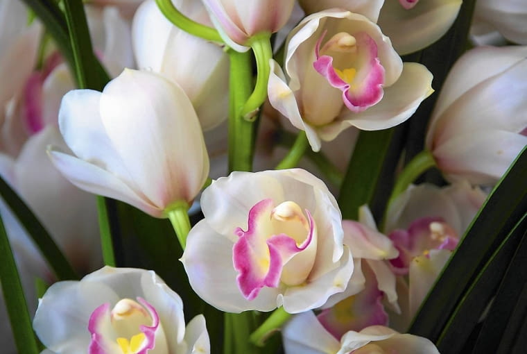 Nowa odmiana 'Earliflor' w fazie rozwoju pąków.