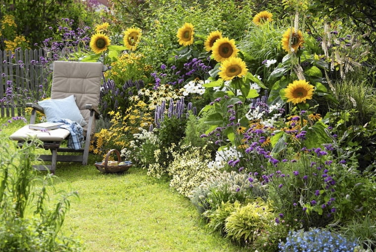 Słonecznik zwyczajny (Helianthus annuus) Helianthus 'Summer Breeze'(Sonnenblumen), Agastache'Blue Fortune' (Duftnessel), Coreopsis 'Moonbeam'(M dchenauge), Lagurus 'Bunny Tails' (Hasenschwanzgras), Colakraut (Artemisia), Verbena bonariensis (Eisenkraut) , Rudbeckia 'Goldsturm' Echinacea 'Sunrise' (Sonnenhut), Cosmos (Schmuckk^rbchen), Cimicifuga (Silberkerze), Lobelia (M nnertreu) SLOWA KLUCZOWE: msgnp11 000 lila Duft Stauden Einj hrige blau Gr ser draussen Sp tsommer Beet Garten Artemisia abrotanum var. maritima Helenium Sonnenbraut Sommerblumen Sommer gelb wei? quer Sitzplatz Liege