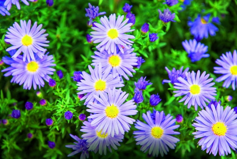 aster nowoangielski aster nowoangielski
