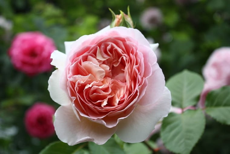 Róża angielska 'Abraham Darby' (AUScot, 'Country Darby'; 1985). Róża angielska