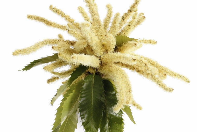 SZCZOTKOWATE KWIATOSTANY składają się z długich kwiatów męskich i małych żeńskich wyrastających u ich podstawy. SZCZOTKOWATE KWIATOSTANY składają się z długich kwiatów męskich i małych żeńskich wyrastających u ich podstawy.