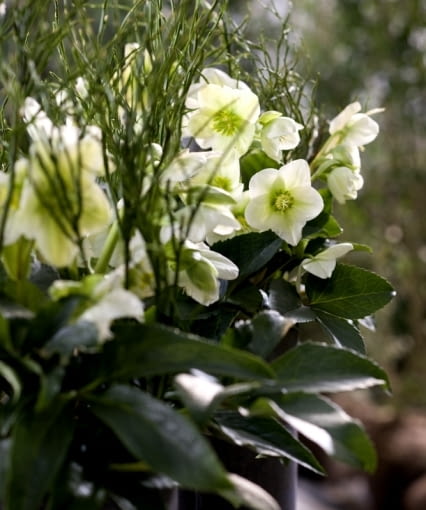 Ciemiernik, odmiana mieszańcowa