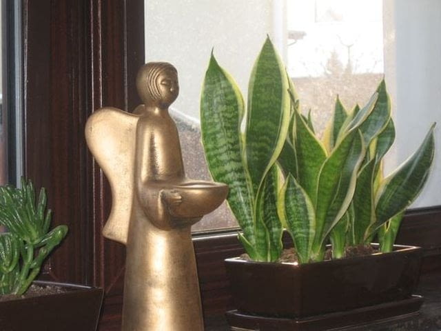 Rośliny pokojowe podlewamy umiarkowanie. z końcem lutego można zacząć ich nawożenie pielęgnacja roślin pokojowych