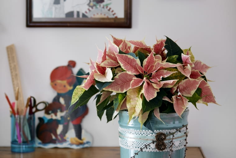 Dekoracje z gwiazdą betlejemską