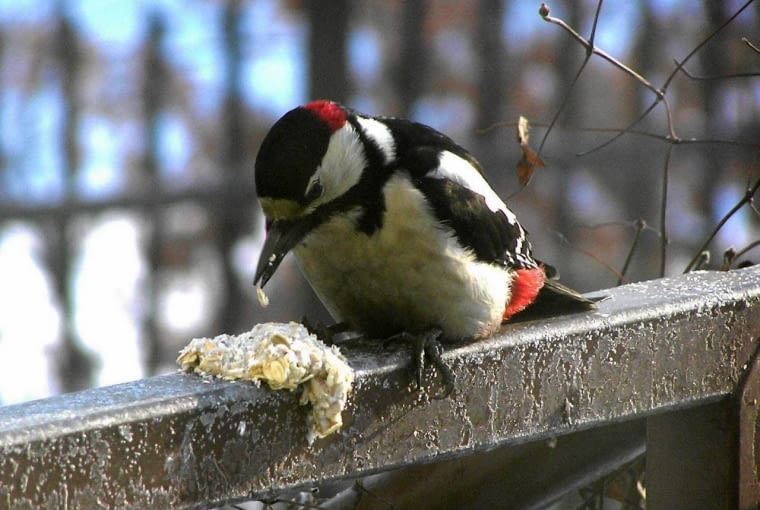 ZIMA KARMIK DLA PTAKOW DOKARMIANIE NZ DZIECIOL DUZY FOT. EWA NARKIEWICZ PUBLIKACJA KWIETNIK NR 1 (157) - 1 2008 SLOWA KLUCZOWE: ZIMA PTAKI POMOC ZDJĘCIE DO WKŁADKI: PUBLIKACJA KWIETNIK NR 1 (157) - CZASOPISMA
