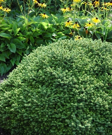 Świerk pospolity 'Little Gem' Świerk pospolity 'Little Gem'