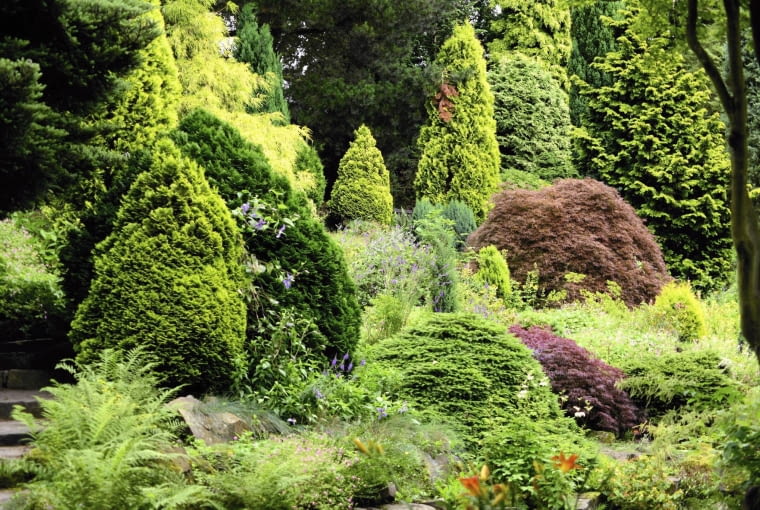 Kondycje krzewów iglastych można poprawić dzięki stosowaniu stymulatorów wzrostu, np. Asahi SL.