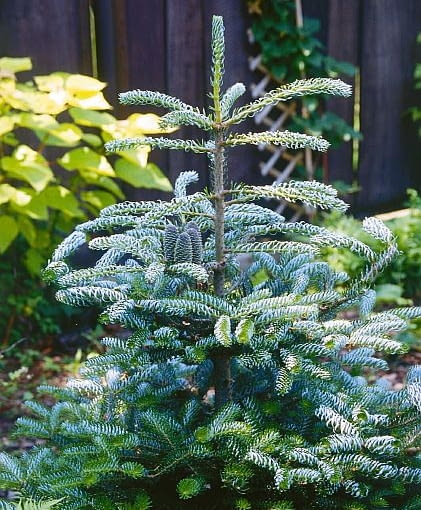 Jodła koreańska ONE TIME USE ONLY DO JEDNORAZOWEGO UZYCIA JODLA KOREANSKA ABIES KOREANA ODMIANA SILBERLOCKE DRZEWO IGLASTE SZYSZKA FOT. MAGDALENA TOMZYNSKA ORYGINAL ODDANY AUTOROWI 11 05 2004 PUBLIKACJA OGRODY NR 6 (62) - 6.2004