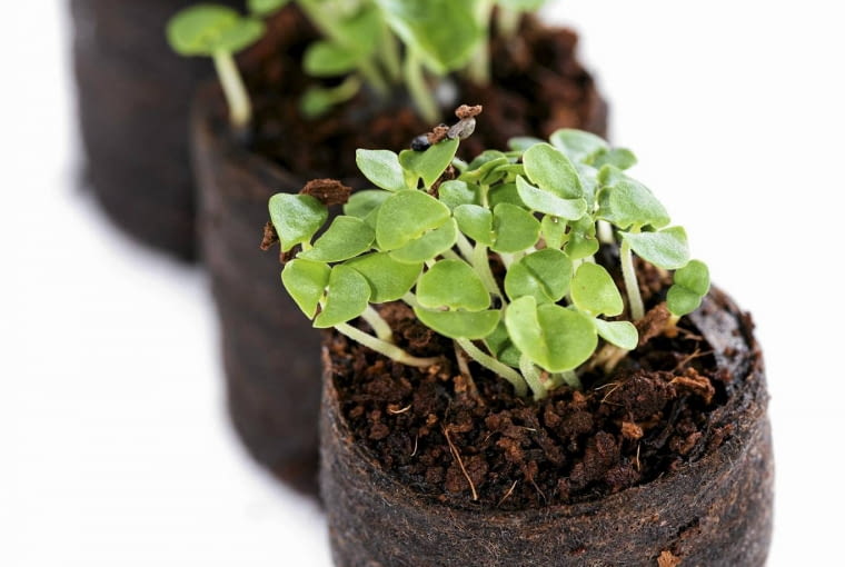 Gęsto rosnące siewki należy rozpikować do oddzielnych pojemników.