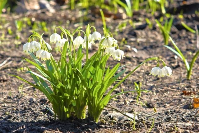 Śnieżyca wiosenna lubi wilgotną ziemię. Zakwita nieraz pod koniec lutego. Dobrze rośnie pod drzewami Śnieżyca wiosenna lubi wilgotną ziemię. Zakwita nieraz pod koniec lutego. Dobrze rośnie pod drzewami