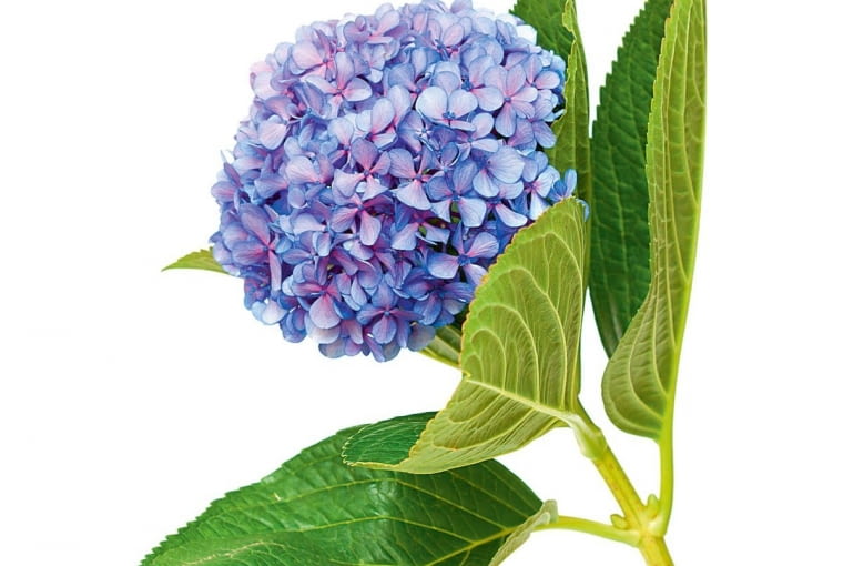 Hortensja. Dyplomata lubiący ładne stroje, dobre jedzenie, miłe towarzystwo. Patrzy z  dystansem na świat. Łatwo przystosowuje się do zmiennych warunków, potrafi bezboleśnie zmienić pracę, przeprowadzić się do innego miasta, lub wręcz emigrować, Ma zdolności językowe. Umie, nie obrażając partnerów, poruszać kontrowersyjne tematy. Na ogół nie przywiązuje się także do ludzi. Zwykle zwleka z założeniem rodziny, lecz jeśli ją ma, zabiega o nią z całych sił.