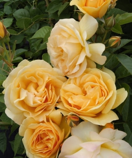 [#Beginning of Shooting Data Section] Nikon D2X Focale : 35mm Optim. image: Mode couleur : Mode III (sRVB) Réduction du bruit : Désactivé 2007/05/15 15:14:03.4 Mode d'exposition : Priorité ouverture Balance des blancs : Auto -3 Compensation des tons : Auto JPEG (8-bit) Fine Mode de mesure : Multizones Mode de AF : AF-S Réglage des teintes : -3° Taille de l'image : 4288 x 2848 1/200 sec - F/16 Mode flash : Non joint Saturation : Normale Correction d'exposition : +1.0 IL Netteté Image : Auto Objectif : 17-35mm F/2.8 D Sensibilité : ISO 640 Légende image : [#End of Shooting Data Section]