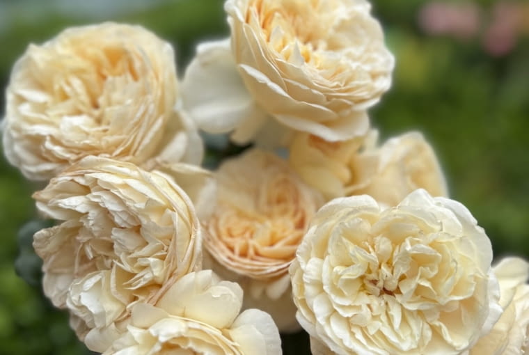 Róża ‘Marzipan®’. Krzew o pionowym pokroju dorastający do wys. 80 cm, o dużych nostalgicznych, pachnących, bardzo pełnych kwiatach, które otwierają się w romantycznie ukształtowane kielichy. Piękny, korzenny zapach w połączeniu z dobrą odpornością na choroby sprawiają, że ta róża staje się zmysłowym doświadczeniem ogrodniczym.