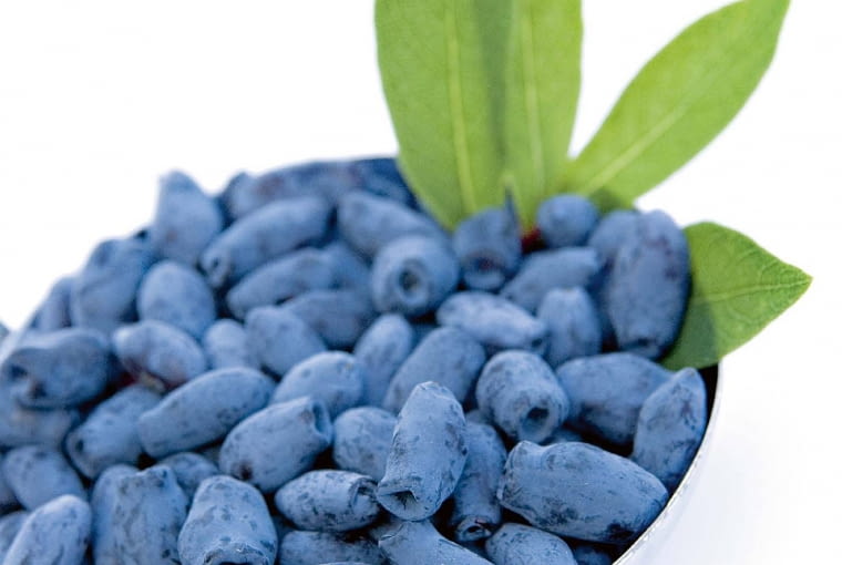 Jagoda kamczacka Jagoda kamczacka