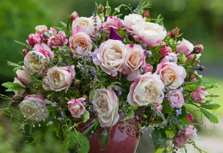 Róża ‘Zelmani’s Dream®’. Róża pnąca o dużych kremowo-różowych kwiatach i pięknym zapachu, charakteryzująca się wysoką odpornością na choroby i niezawodną mrozoodpornością. Jej ciemnozielone, błyszczące liście tworzą doskonały kontrast dla pełnych kwiatów o urokliwym wybarwieniu. Nazwana przez szwedzką piosenkarkę Sophie Zelmani,  jej imieniem w czasie Konwentu Światowej Federacji Towarzystw Różanych (WFRS) w Kalmar latem 2024 roku.Dorasta do 250 cm.