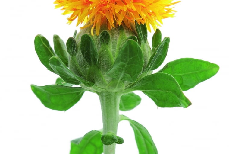 Krokosz barwierski Krokosz barwierski