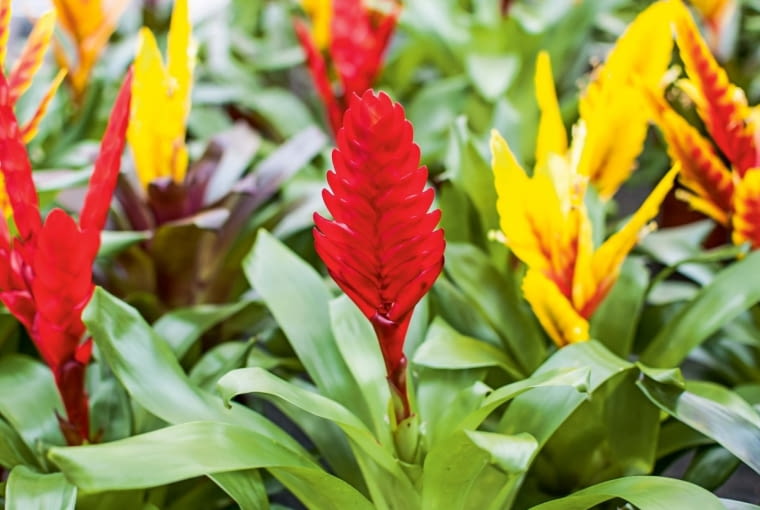 Frizea lśniąca (Vriesea splendens) 'Orange'