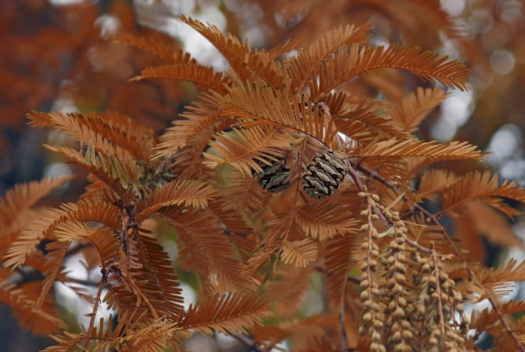 Metasequoia glyptostroboides 'National' Metasequoia glyptostroboides 'National'