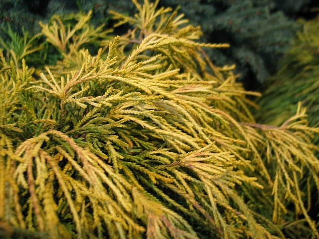 Cyprysik groszkowy (Chamaecyparis Pisifera 'Sungold'). Iglaki, krzewy iglaste Cyprysik groszkowy (Chamaecyparis Pisifera 'Sungold'). Iglaki, krzewy iglaste