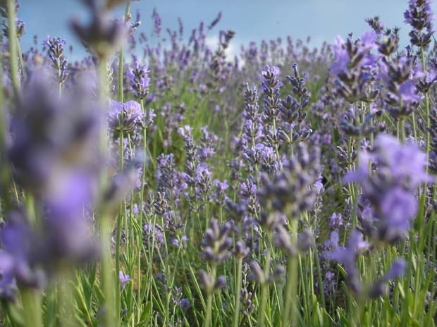 Lawendowe pole