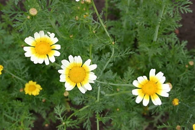 Shungiku (Chrysanthemum coronarium) Shungiku (Chrysanthemum coronarium)