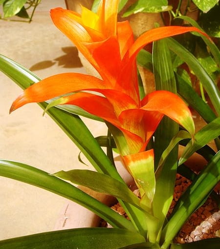 Guzmania wittmachii, kwiatostan guzmania