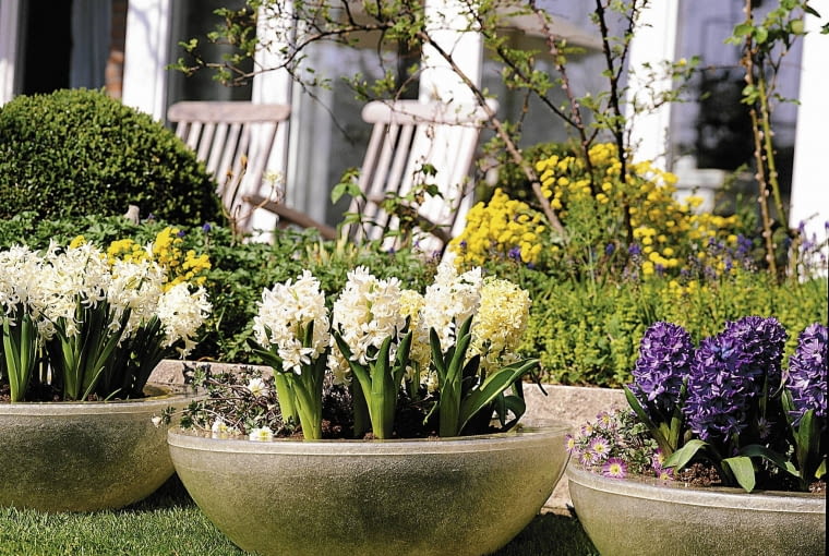 Zamiast rabatki Niskie odmiany hiacyntów są sztywne i trzymają się prosto. U ich podnóża rosną zawilce powabne. Zamiast rabatki Niskie odmiany hiacyntów są sztywne i trzymają się prosto. U ich podnóża rosną zawilce powabne.