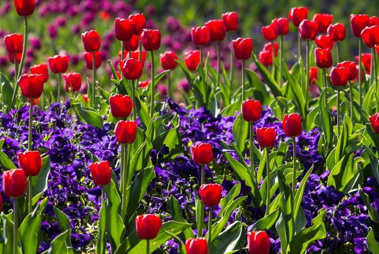 Kompozycje z tulipanów Kompozycje z tulipanów