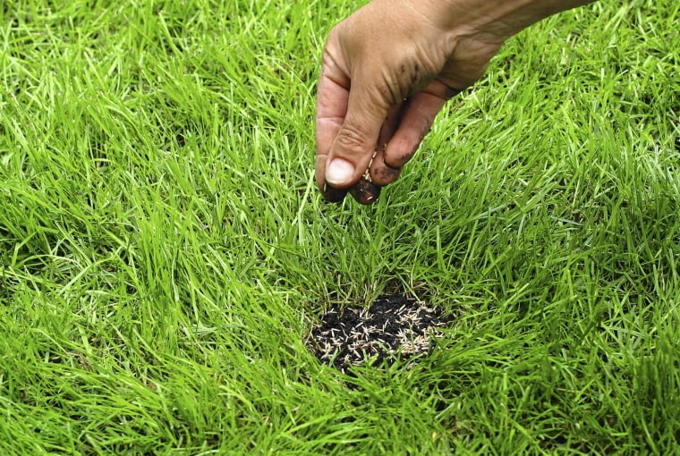 wysiewamy 03.07.2003 BROK NAD BUGIEM WOJEWODZTWO MAZOWIECKIE OGROD PRYWATNY TRAWNIK PIELEGNACJA UZUPELNIANIE LUK SIEW NASION PODSIEWANIE KALENDARIUM KWIETNIKA DANUTA MLOZNIAK FOT PAWEL SLOMCZYNSKI / AGENCJA GAZETA PUBLIKACJA OGRODY NUMER SPECJALNY 1/2008 - OGROD DLA CIEBIE - 5 2008 SLOWA KLUCZOWE: OGRODNICTWO ZDJĘCIE DO WKŁADKI: PUBLIKACJA OGRODY NUMER SPECJALNY 1/2008 - OGROD DLA CIEBIE - CZASOPISMA