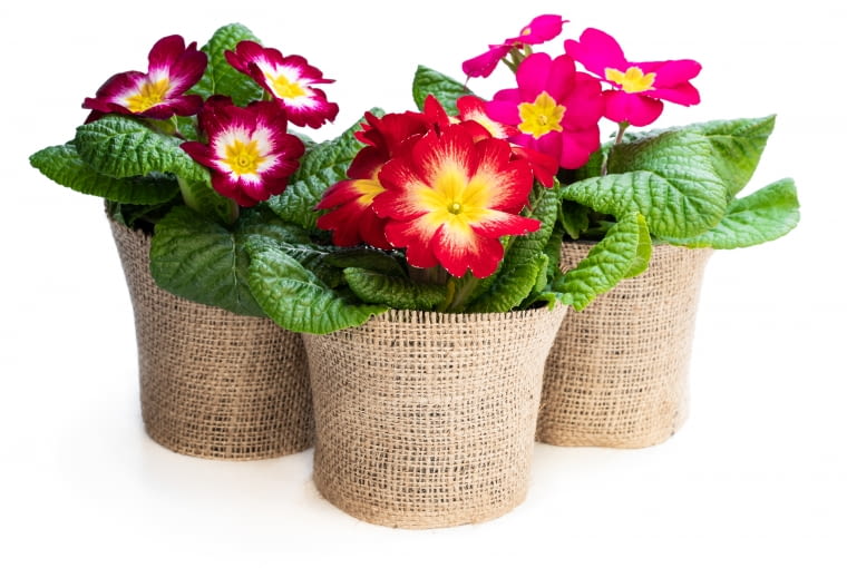 Pierwiosnki Kwiaty na balkonie