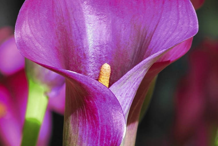 Kalla - cantedeskia Kalla - cantedeskia