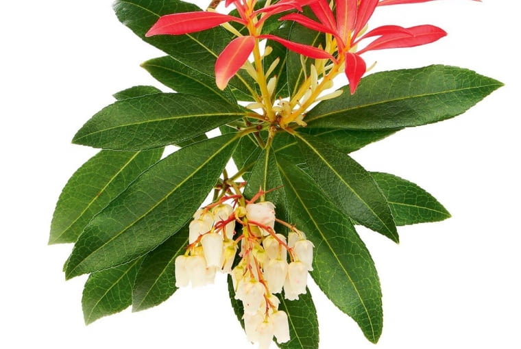 Pieris. Osobowość innowacyjna, obdarzona wieloma talentami, w tym technicznymi. Znakomity, kreatywny członek zespołu. Wspierany przez grupę, znajduje w sobie wręcz niespożyte siły i potrafi stawić czoła wielkim wyzwaniom. Liderem nie zostaje z własnego wyboru. Woli działać spokojnie w drugiej linii, zachowując nieco dystansu do świata i jego wydarzeń. Niekiedy cierpi na wahania nastroju. W osamotnieniu popada w depresję i traci wiarę we własne możliwości.