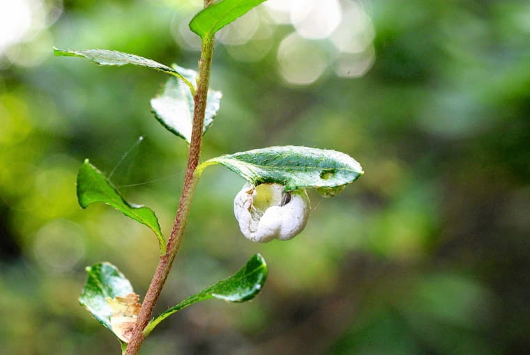 Efekt żerowania powłocznika azaliowego.